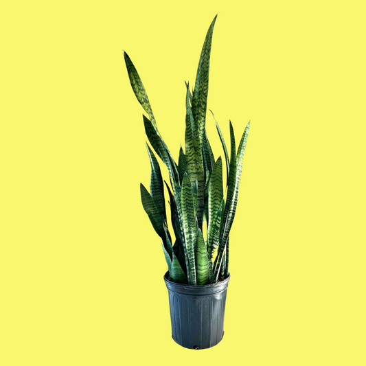 SANSEVIERIA ZEYLONICA "SNAKE PLANT"