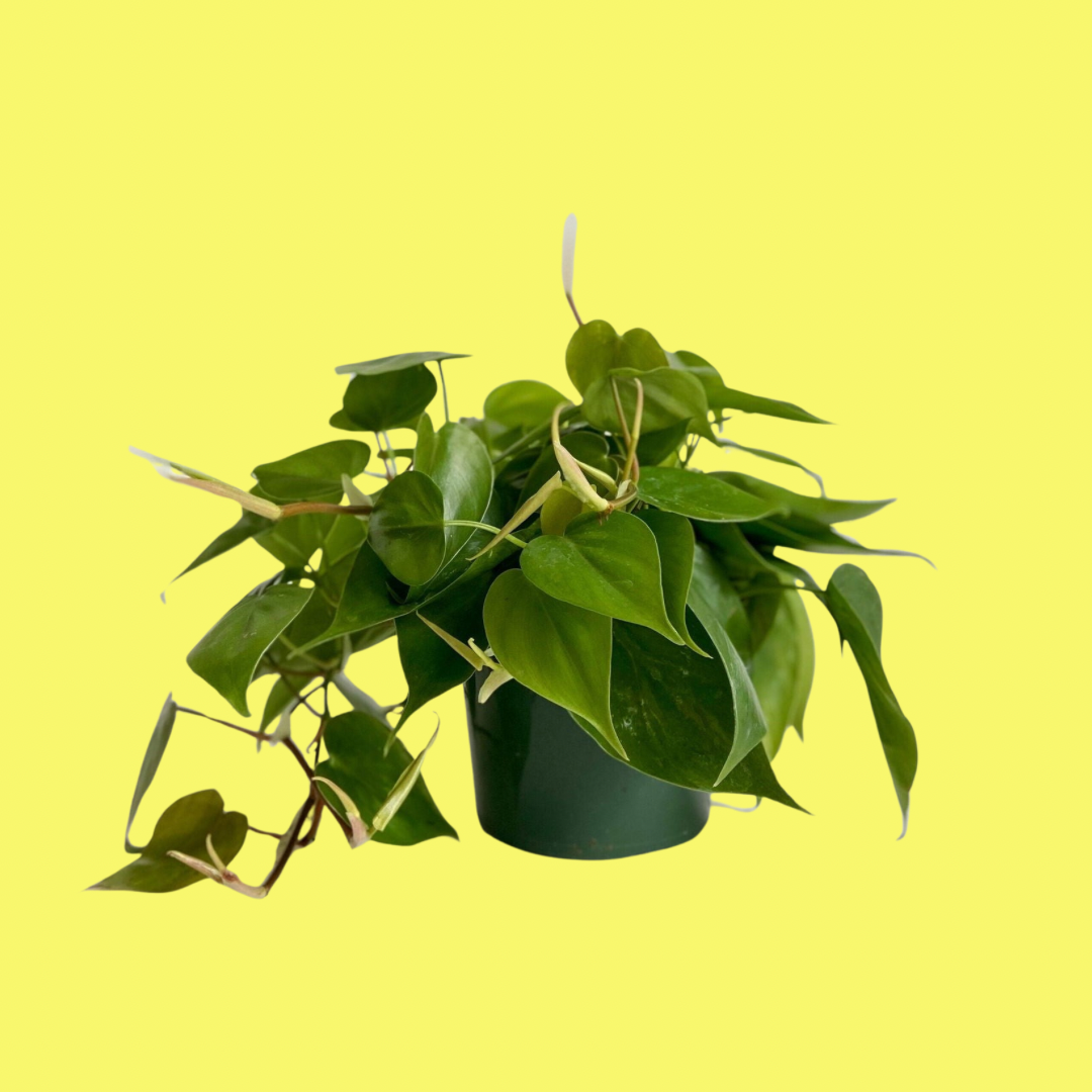 PHILODENDRON CORDATUM