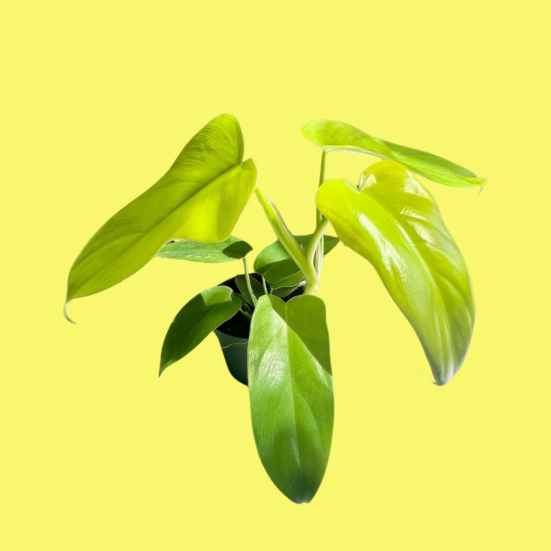 PHILODENDRON BIPENNIFOLIUM "GOLD VIOLIN"