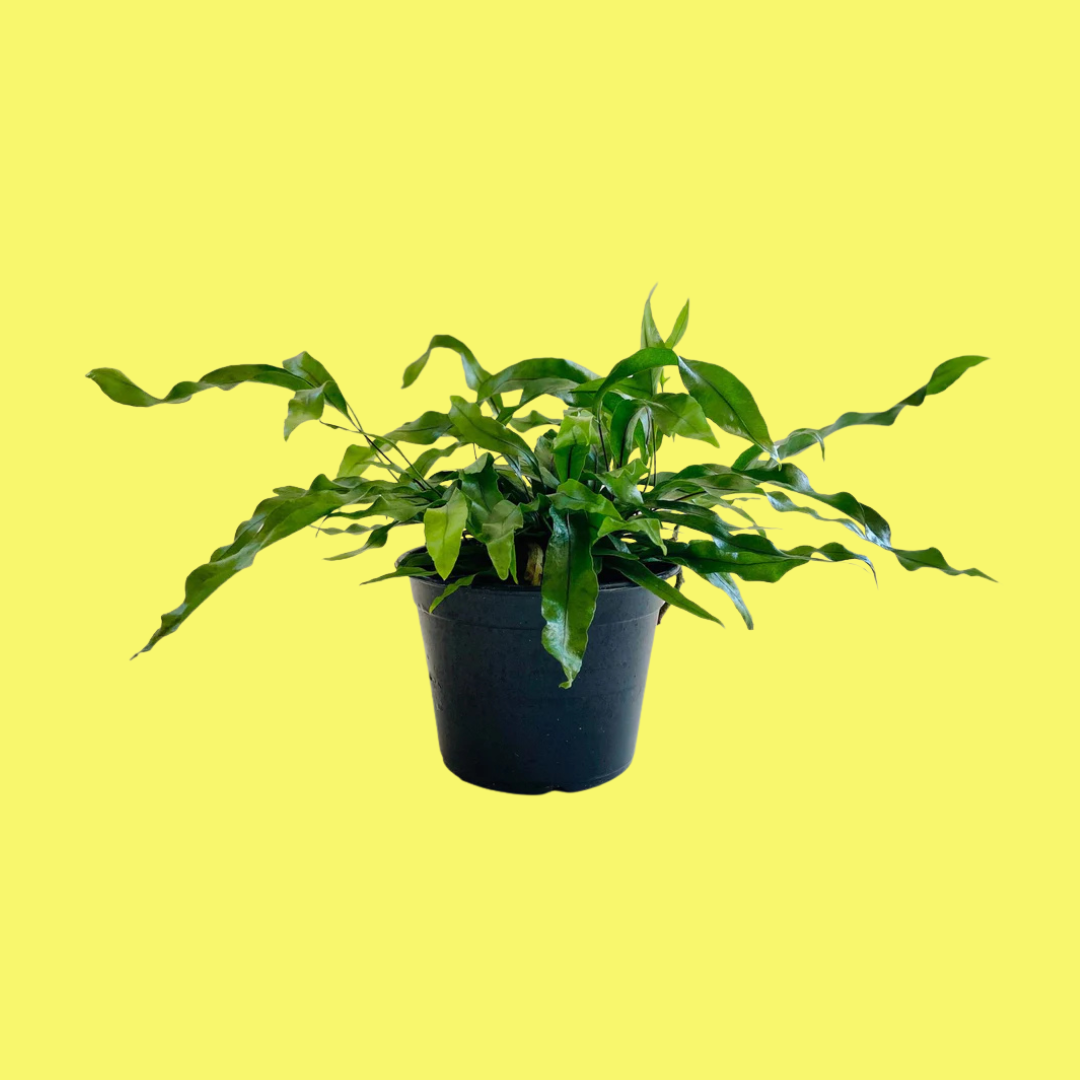 FERN "KANGAROO PAW"