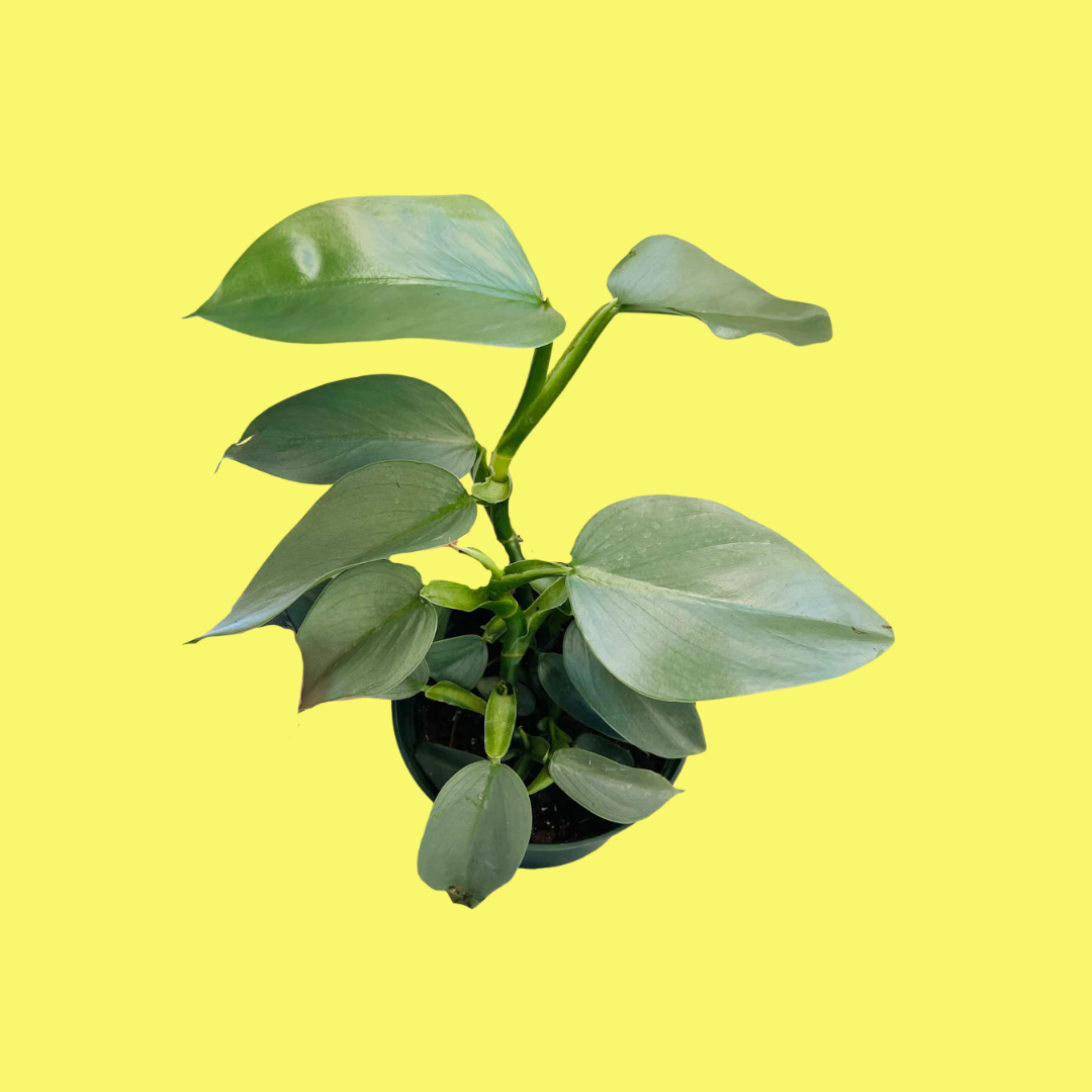 PHILODENDRON "SILVER SWORD"