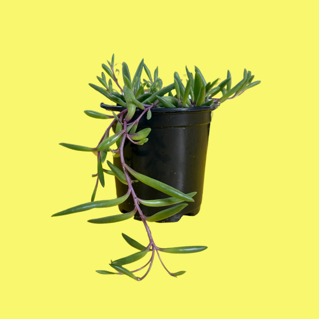 STRING OF PICKLES