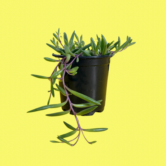 STRING OF PICKLES