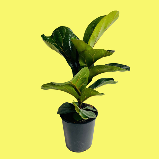 FICUS LYRATA “FIDDLE LEAF FIG”