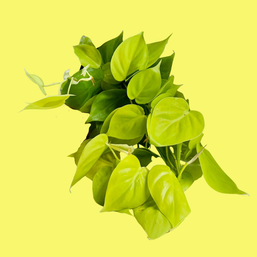 PHILODENDRON "LEMON LIME"