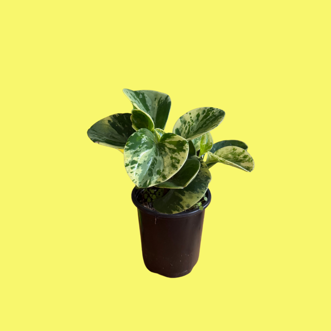 PEPEROMIA OBTUSIFOLIA “MARBLE”