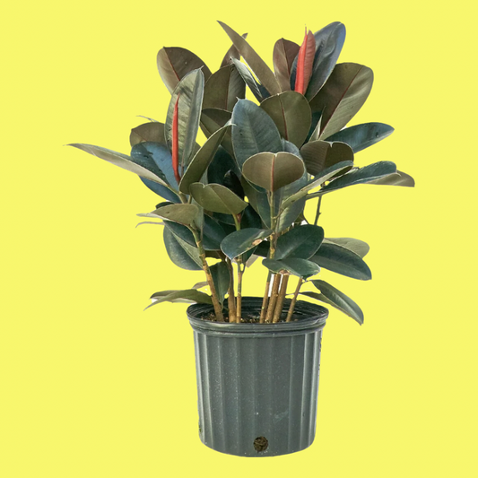 FICUS ELASTICA BURGUNDY “RUBBER TREE”