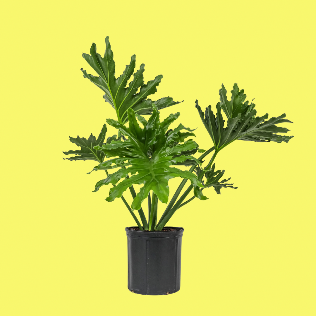PHILODENDRON SELLOUM - LARGE