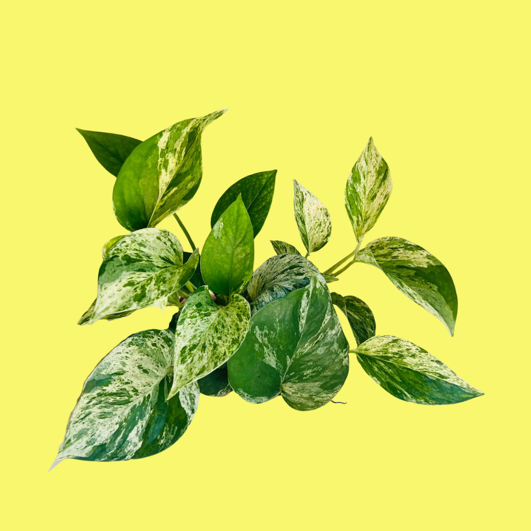 POTHOS 'MARBLE QUEEN'