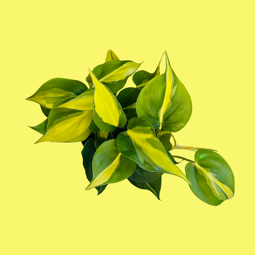 PHILODENDRON BRASIL