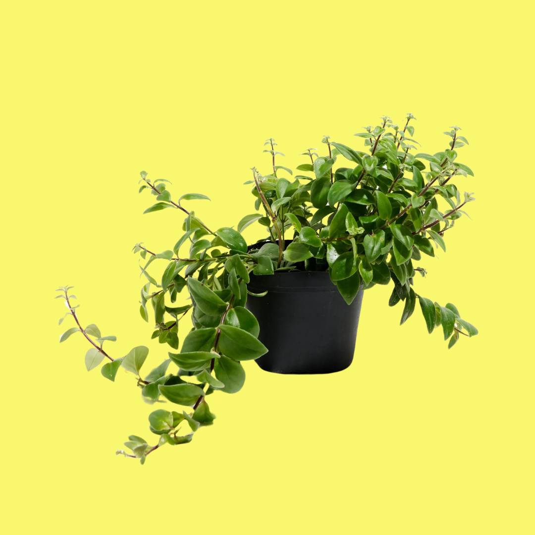 LIPSTICK PLANT
