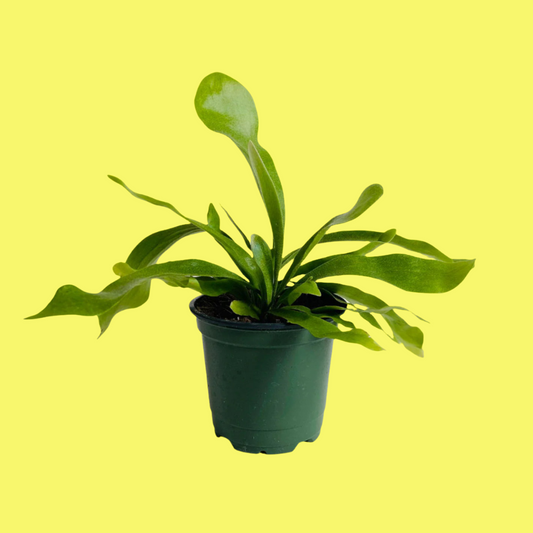 FERN "STAGHORN"