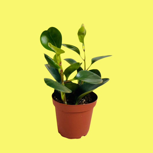 PEPEROMIA OBTUSIFOLIA
