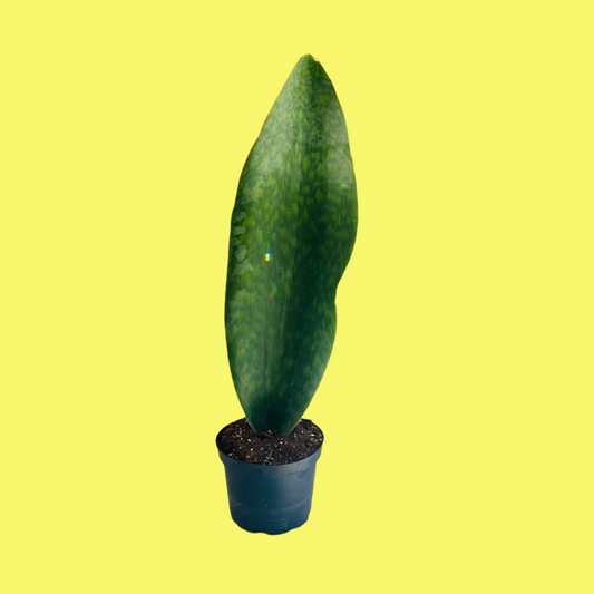 SANSEVIERIA MASONIA “WHALE FIN”