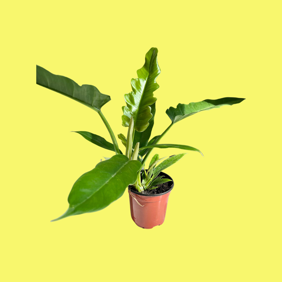 PHILODENDRON "NARROW ESCAPE"