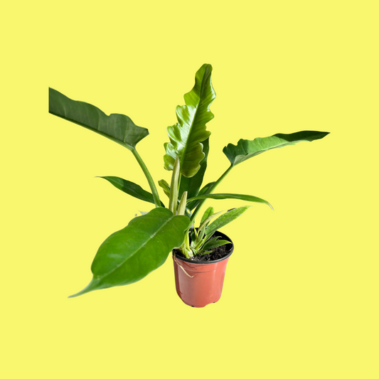 PHILODENDRON "NARROW ESCAPE"