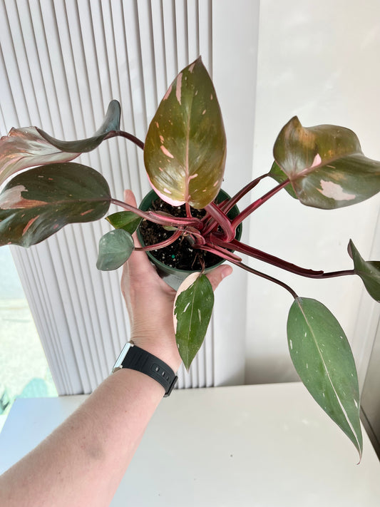 PHILODENDRON "PINK PRINCESS"