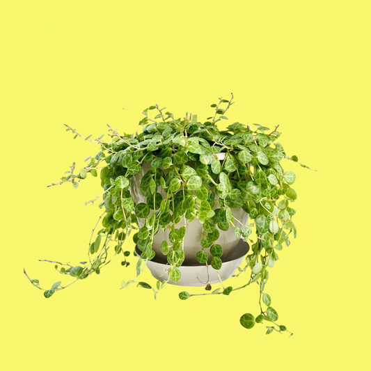 STRING OF TURTLES