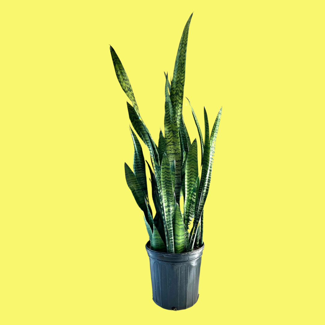 SANSEVIERIA ZEYLONICA "SNAKE PLANT" - LARGE