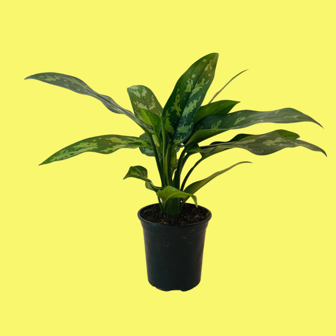 AGLAONEMA "CHINESE EVERGREEN"