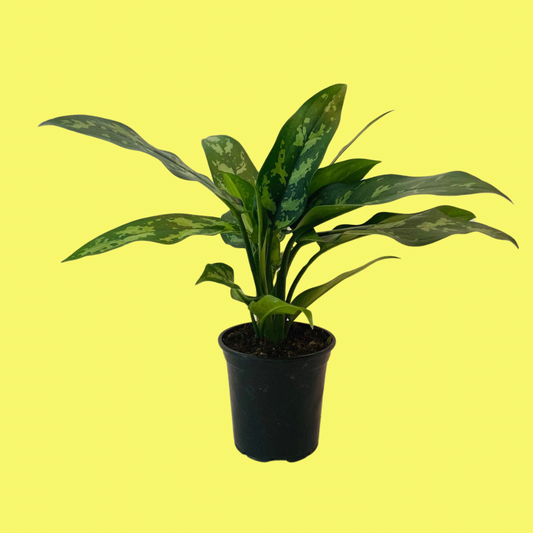 AGLAONEMA "CHINESE EVERGREEN"