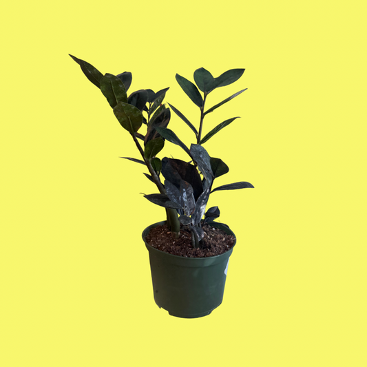 ZZ PLANT “BLACK RAVEN”