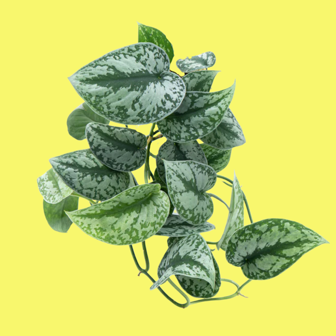 SCINDAPSUS PICTUS “SILVER SATIN POTHOS”