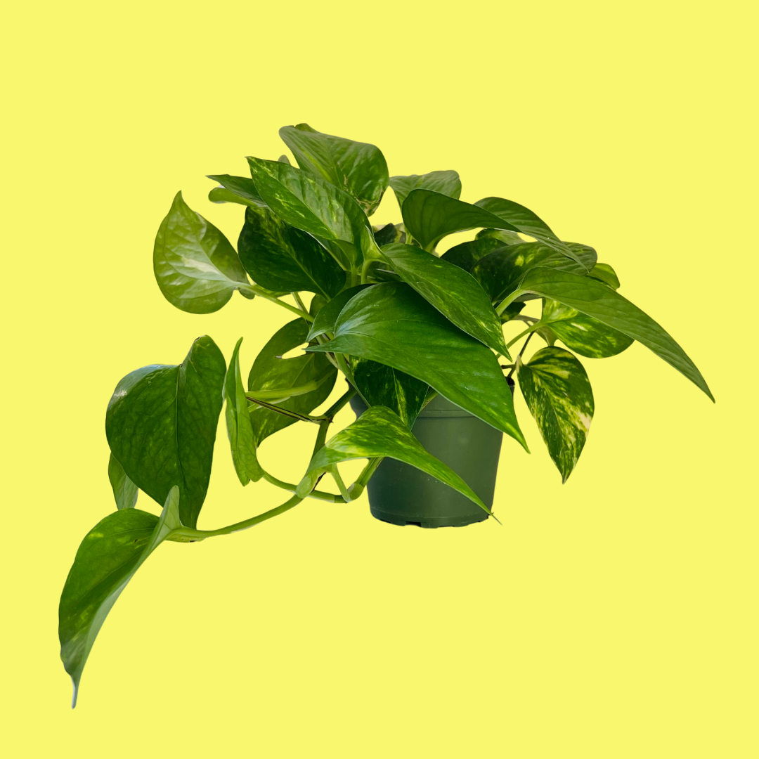 POTHOS 'GOLDEN'