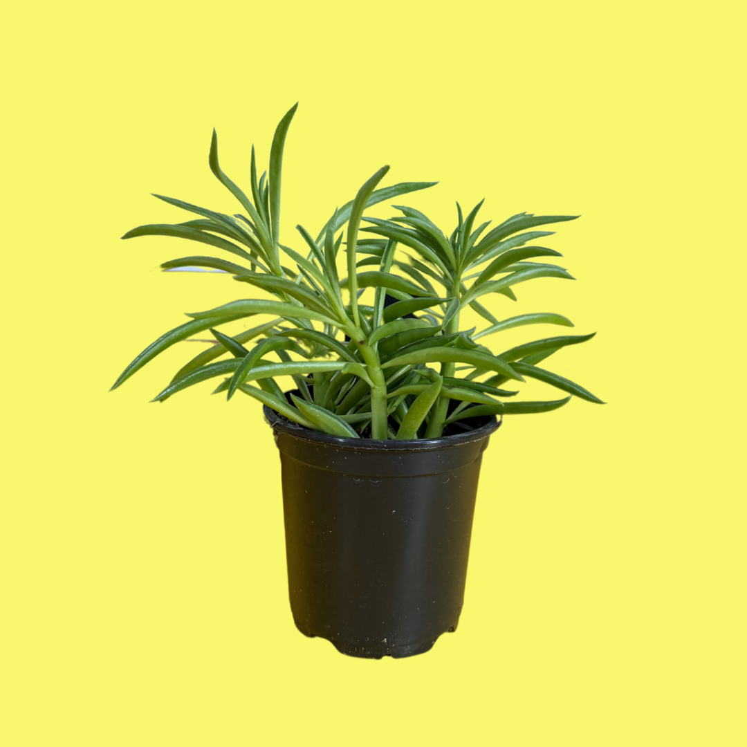 PEPEROMIA “GREEN BEAN”