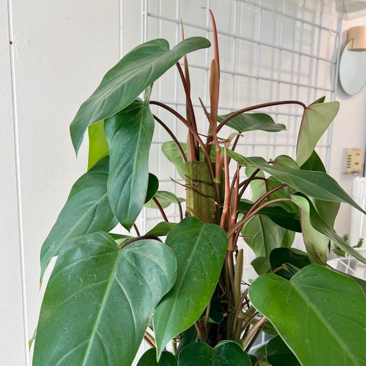 PHILODENDRON “RED EMERALD” TRELLISED