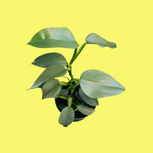 PHILODENDRON "SILVER SWORD"