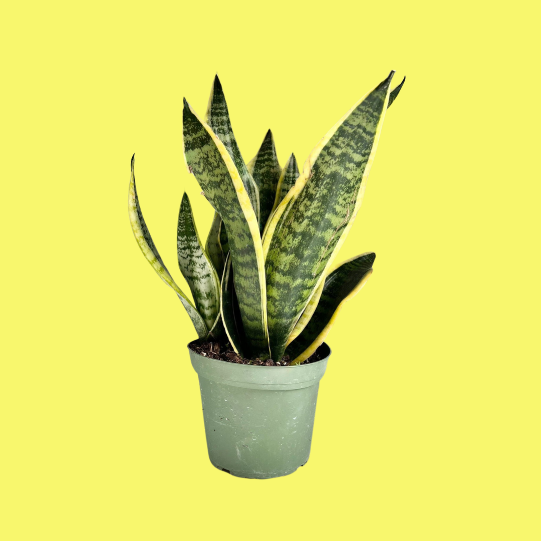 SANSEVIERIA LAURENTII "SNAKE PLANT"