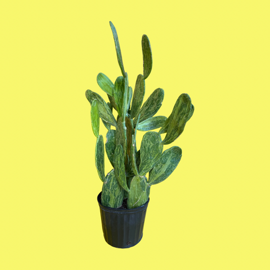 CACTUS OPUNTIA “VARIEGATED PRICKLY PEAR”