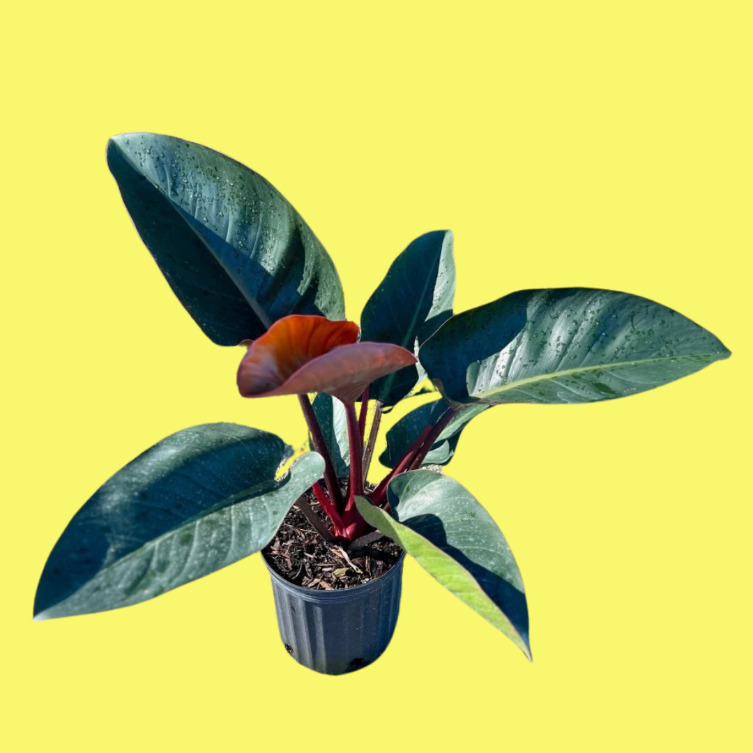 PHILODENDRON "RED CONGO" - LARGE