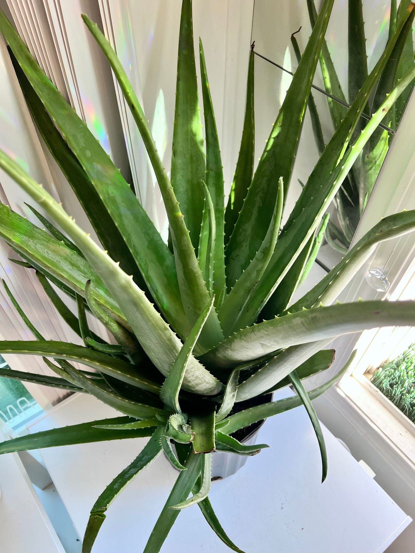 ALOE VERA - LARGE - Palm and Pine