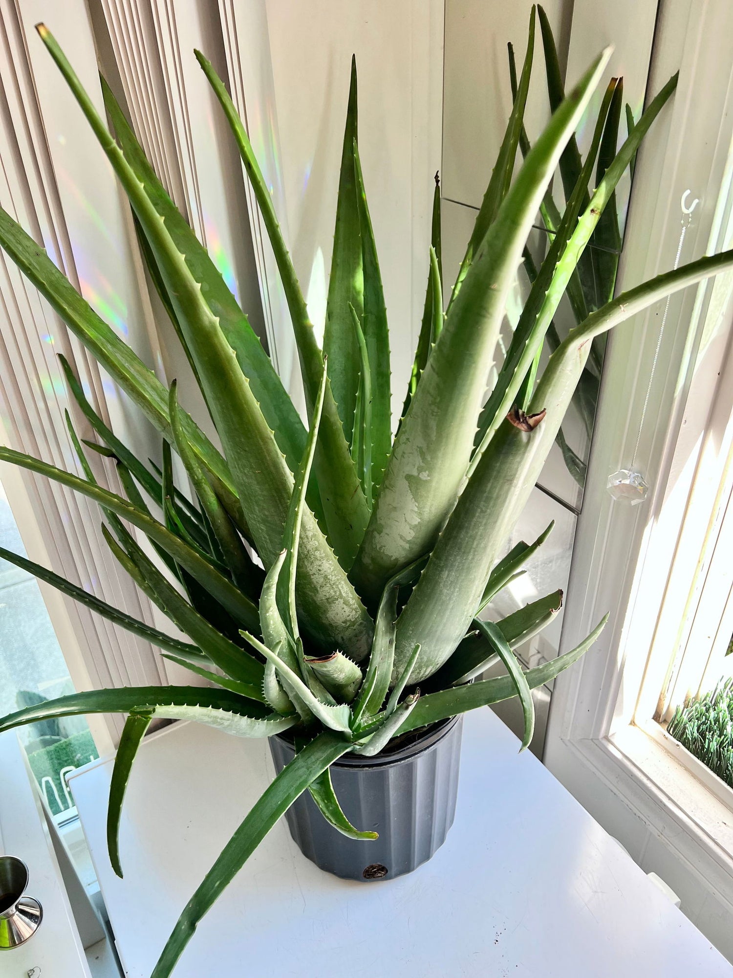 ALOE VERA - LARGE - Palm and Pine