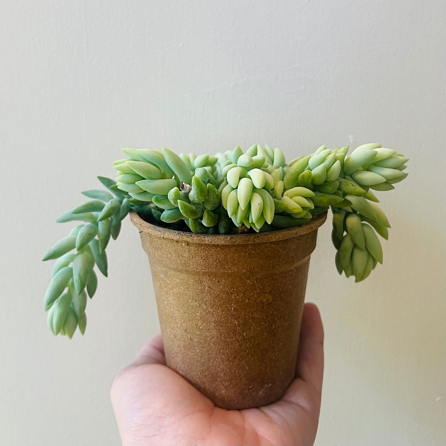 BURROS TAIL SUCCULENT - Palm and Pine