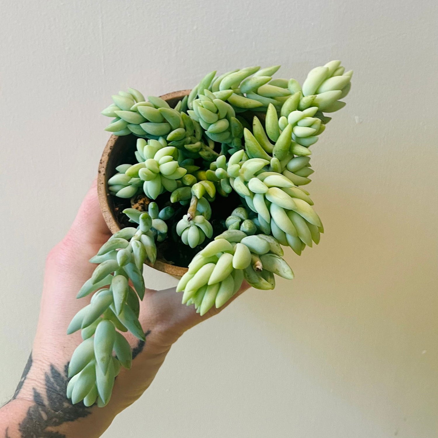 BURROS TAIL SUCCULENT - Palm and Pine