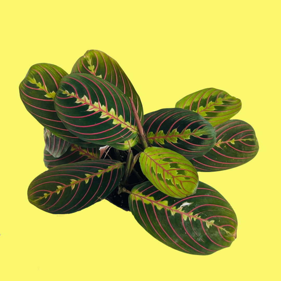 MARANTA “PRAYER PLANT” RED VEIN