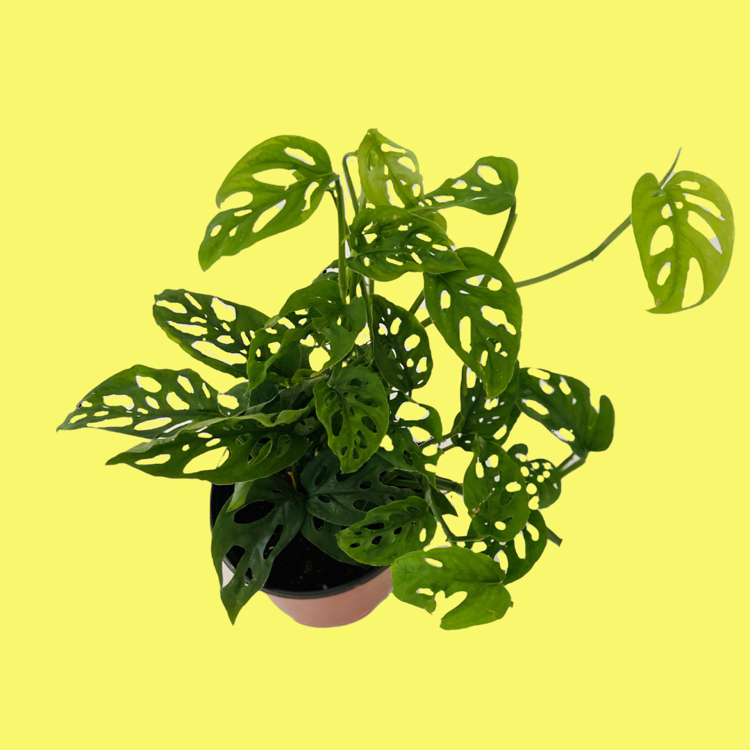 MONSTERA ADANSONII