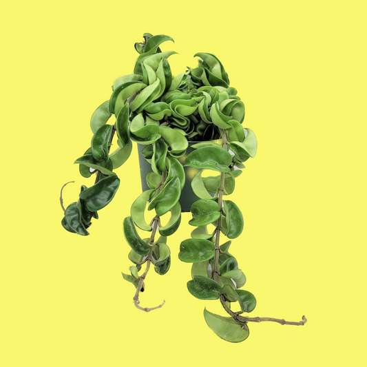 HOYA COMPACTA ROPE