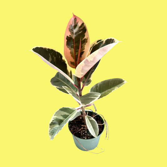 FICUS TINEKE “VARIEGATED RUBBER TREE”