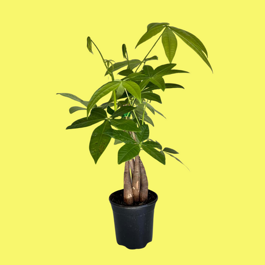 MONEY TREE