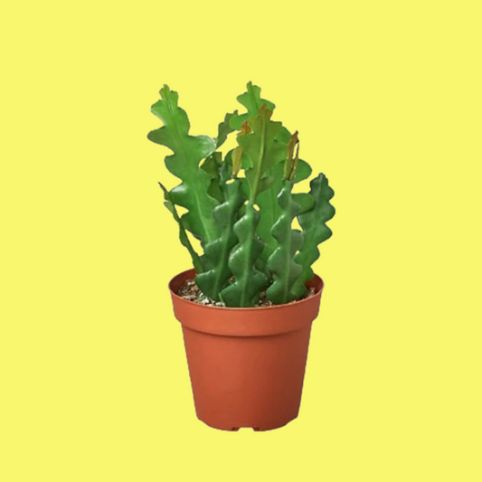 CACTUS “RIC RAC”