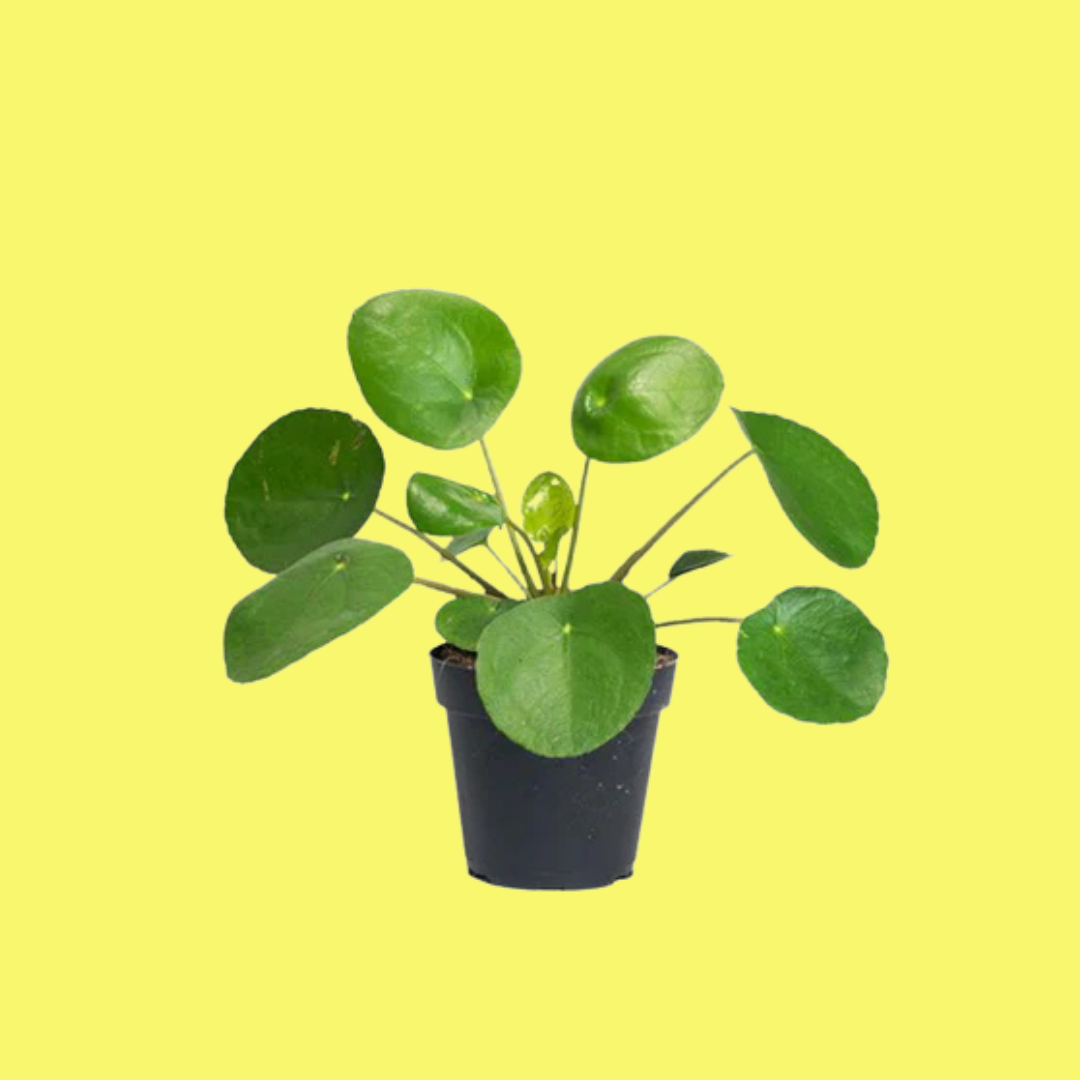 PILEA PEPEROMIOIDES