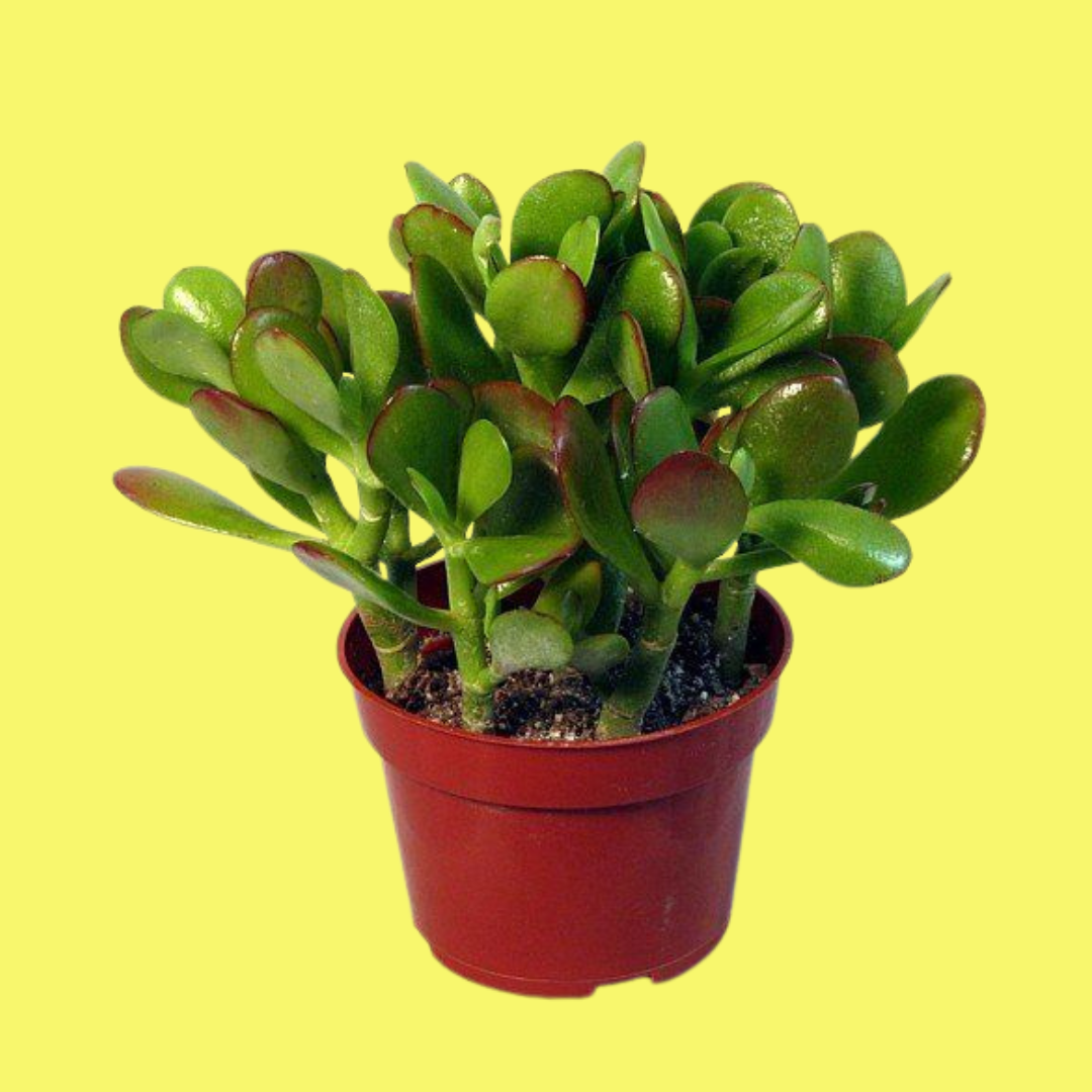 CRASSULA OVATA "JADE PLANT"