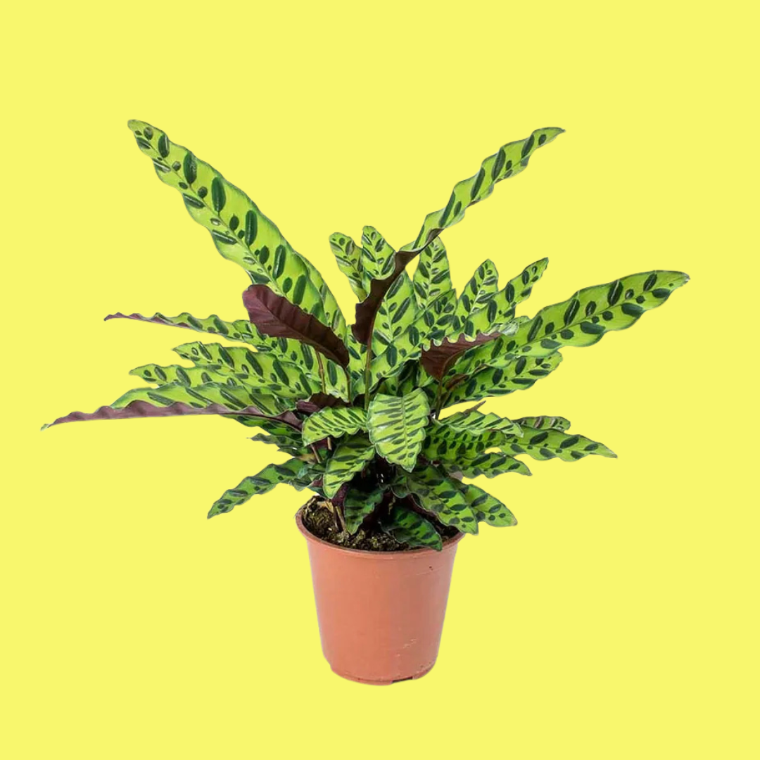 CALATHEA "RATTLESNAKE"