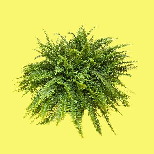 FERN "BOSTON"
