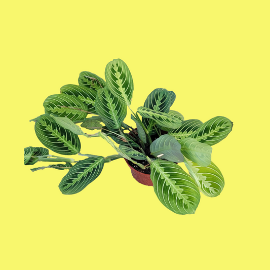 MARANTA “PRAYER PLANT” LEMON LIME