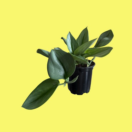 SCINDAPSUS SILVER TREBUII